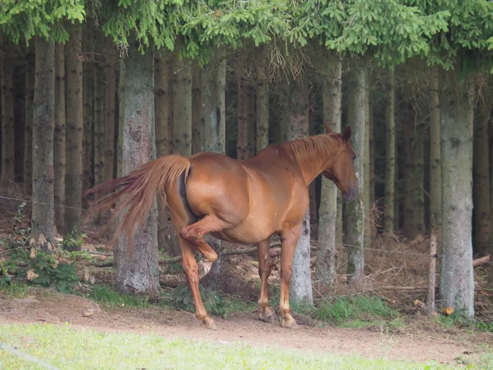 Coulnifontaine (België) (samenvloeiing westelijke en oostelijke Ourthe)